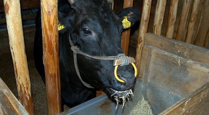 Are Grains Fattening You Up Like Wagyu Cow, Pig or Human?