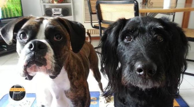 My Mum Reversed Type 2 Diabetes Going Primed