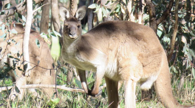 Belair National Park is Fabulously Beautiful – Nature Tripping Rocks