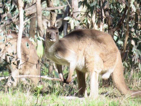 Belair National Park13