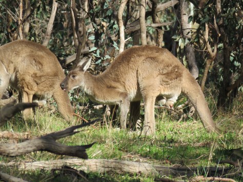 Belair National Park14