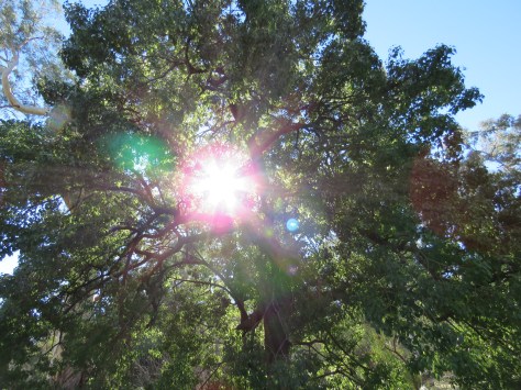 Belair National Park8