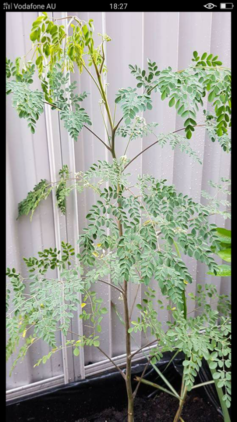 Jane and John garden1